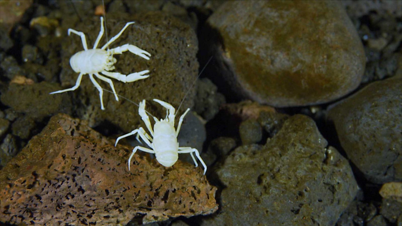 ¡Qué animal! - ¿Qué hace un pez abisal en los Jameos del Agua de Lanzarote?