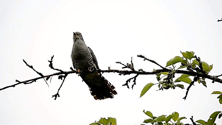 ¡Qué animal! - La estrategia del cuco