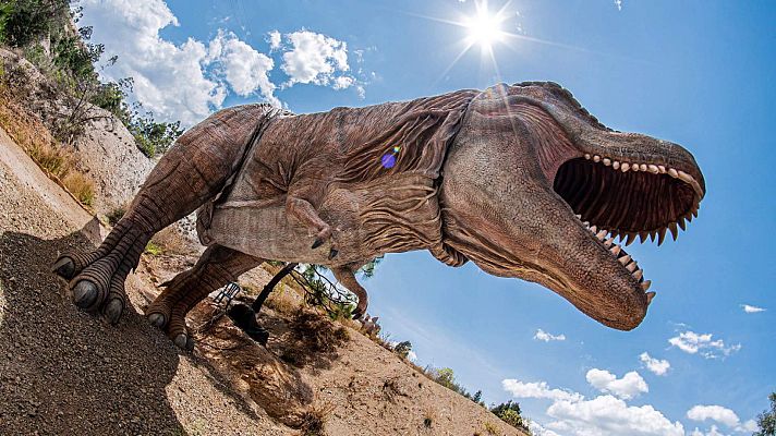 ¡Qué animal! - ¿Qué tienen en común una gallina y un Tyrannosaurus rex?