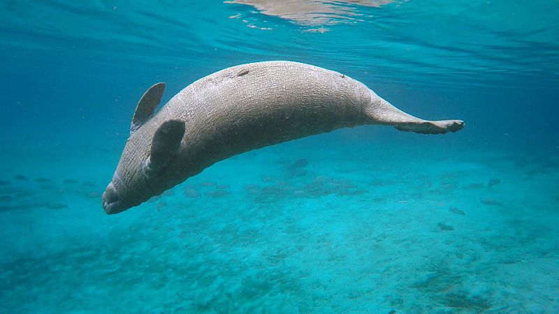 ¡Qué animal! - ¿Quién es el pariente más cercano de un cetáceo?