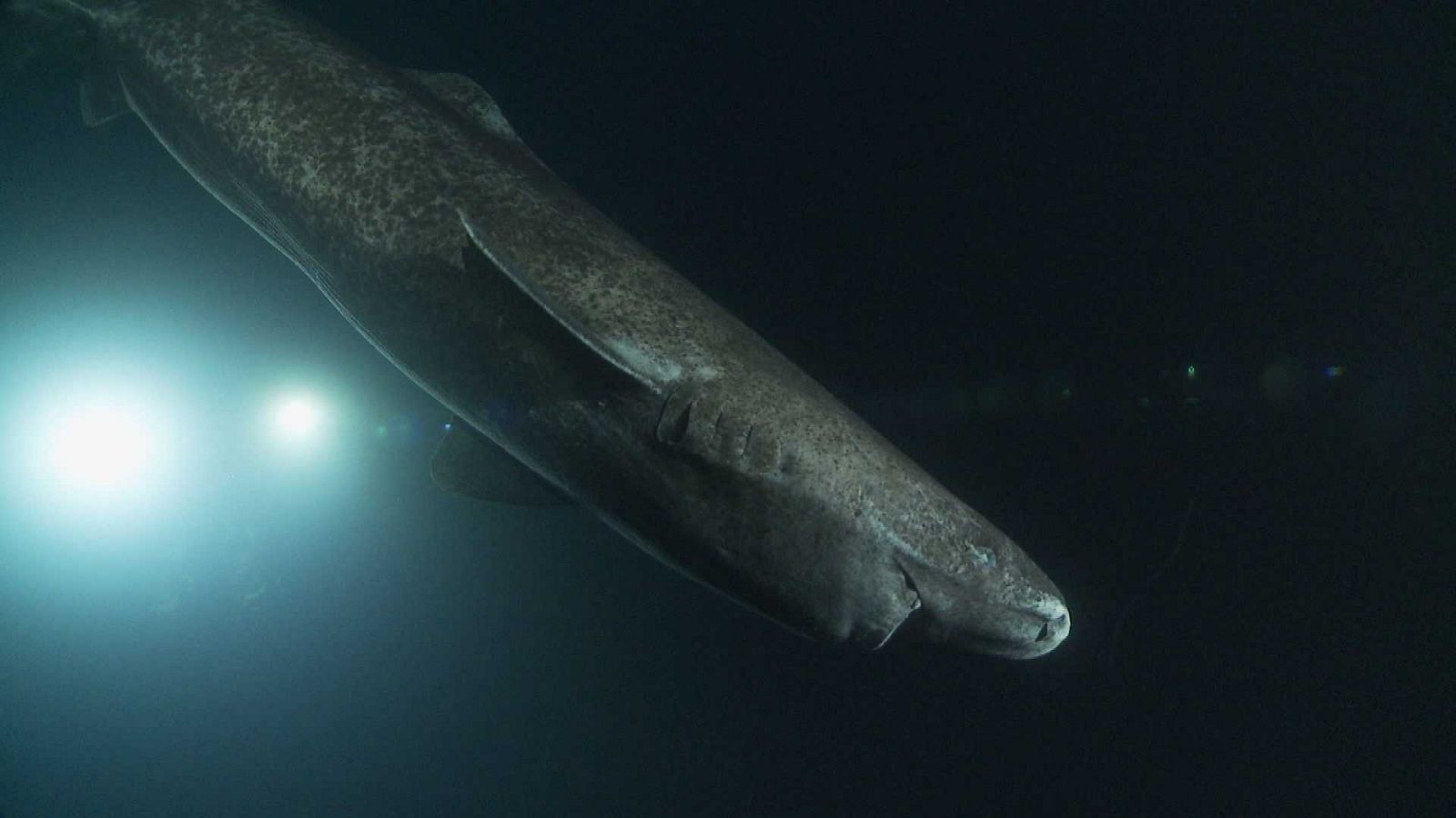 ¡Qué animal! - Cómo vivir en las aguas del océano Glacial Ártico y no congelarse