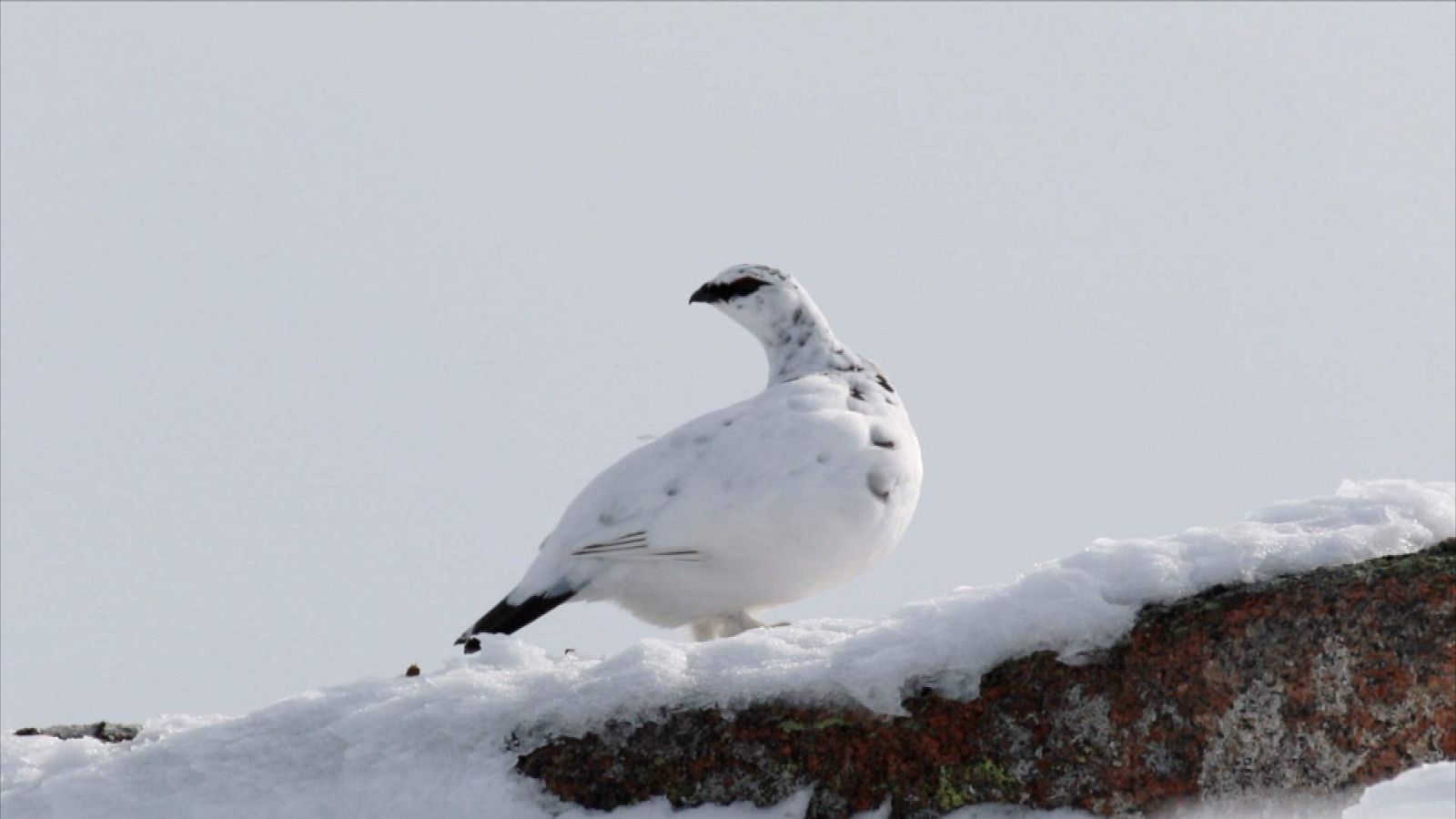 ¡Qué animal! - Una perdiz que luce los colores de la temporada