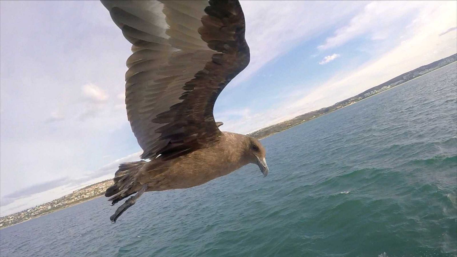 ¡Qué animal! - ¿Quién me ha robado mi comida?