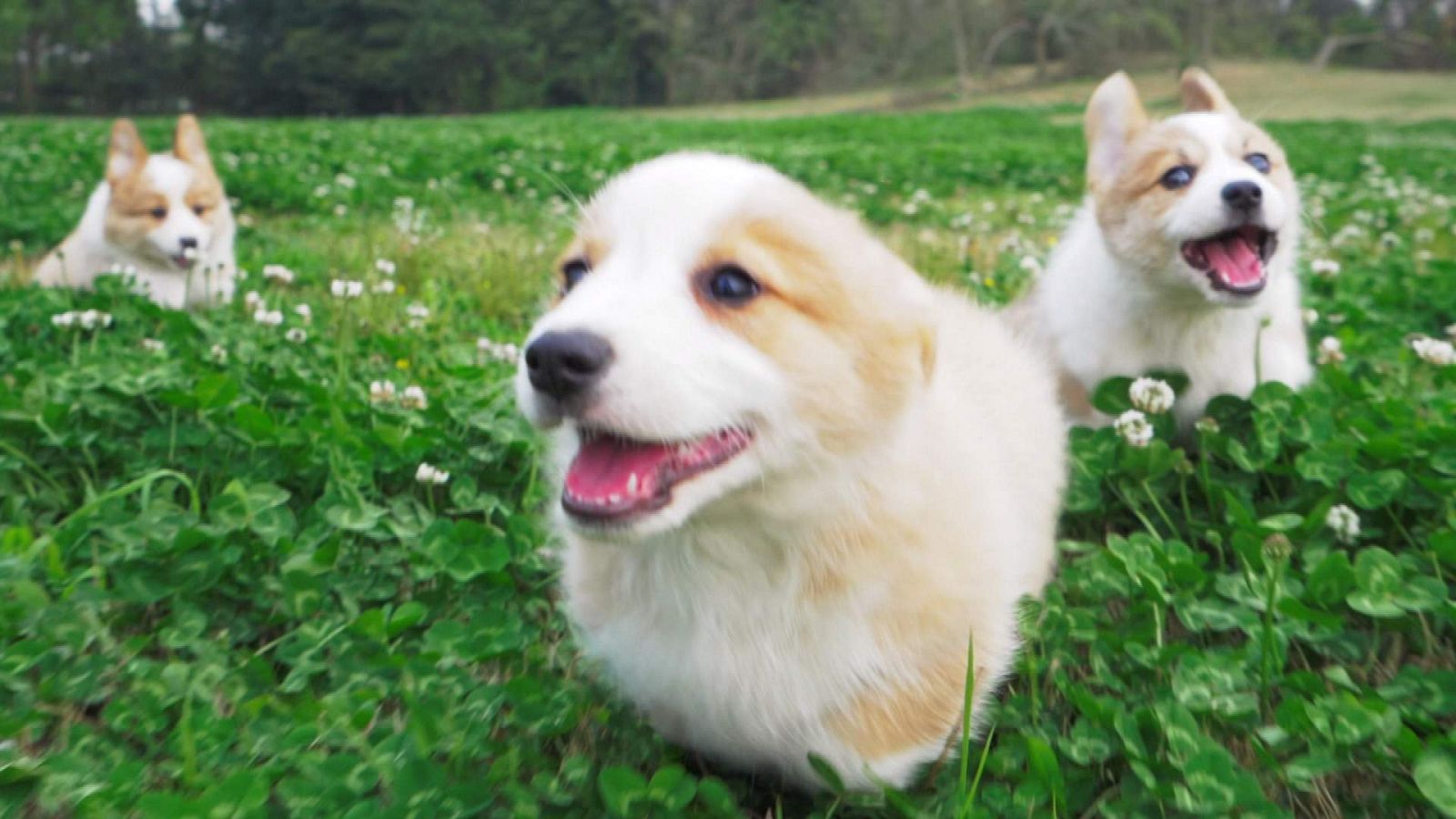 ¡Qué animal! - ¿Cómo el lobo se convirtió en mascota?