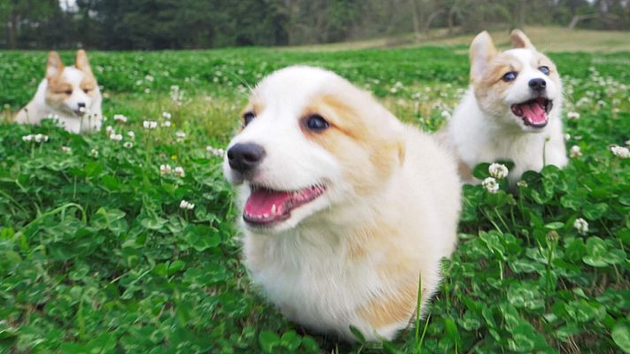 ¡Qué animal! - ¿Cómo el lobo se convirtió en mascota?