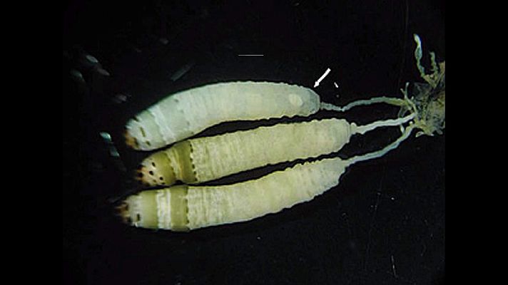 ¡Qué animal! - Control mental en el mundo animal