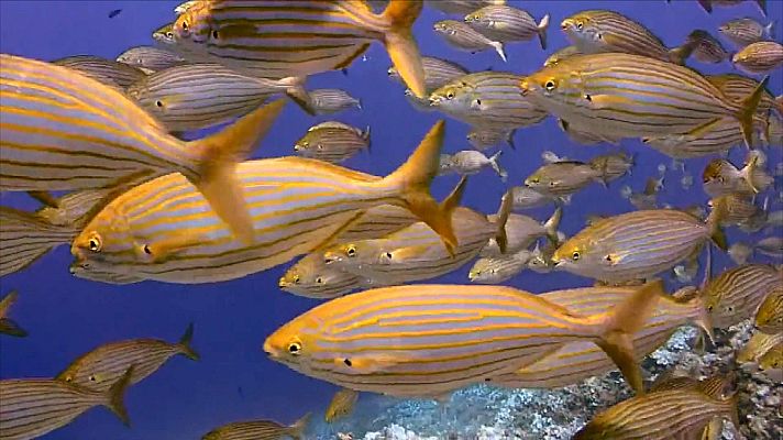 ¡Qué animal! - ¿Antibiótico en la piel de los peces?