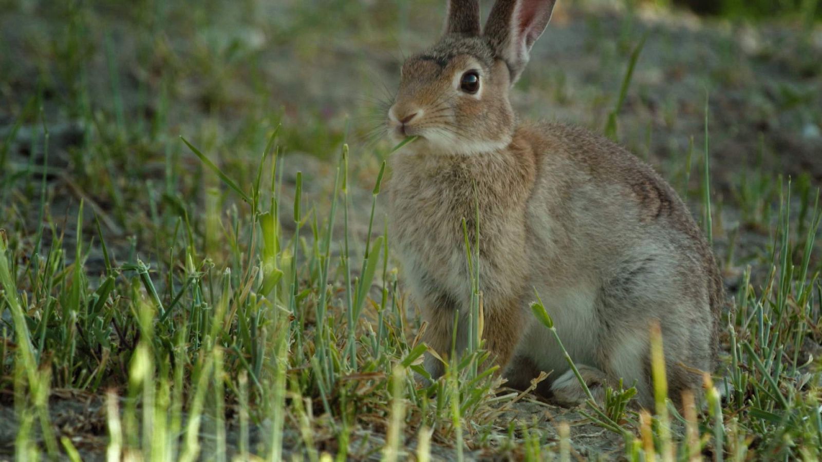 ¡Qué animal! - ¿Cuándo se empezaron a domesticar los conejos?