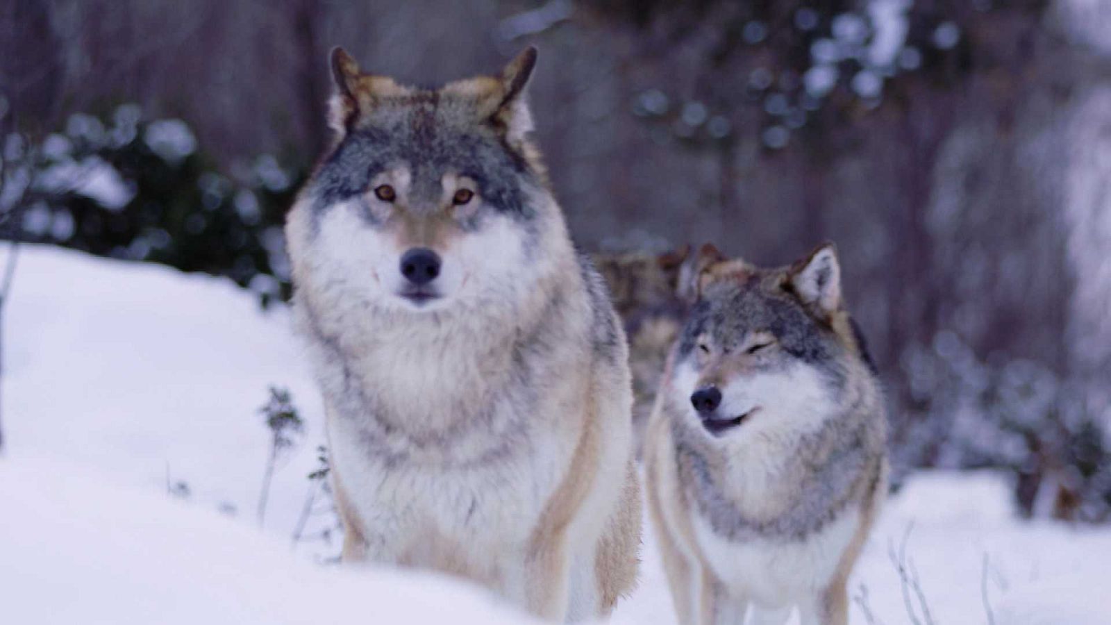 ¡Qué animal! - ¿Quién es el rey de la persecución?