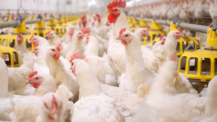 ¡Qué animal! - ¿Qué fue primero, el huevo o la gallina?