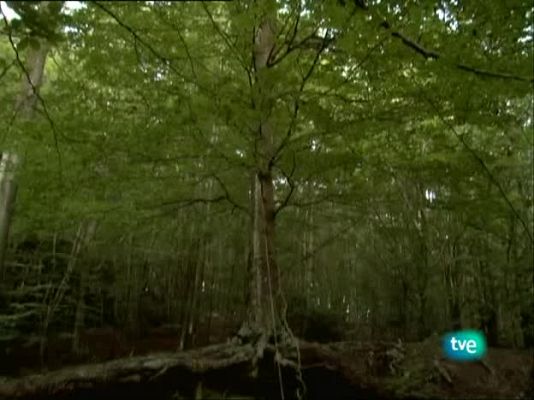 Metrópolis - Bienal de Canarias