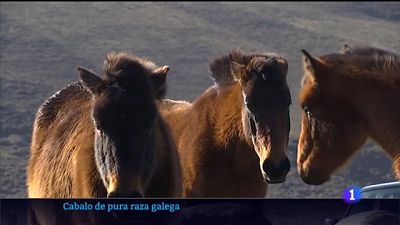 Cen criadores est�n recuperando o cabalo de pura raza galega