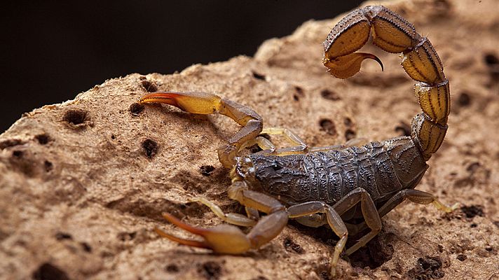 Historias naturales - Comunicarse para vivir