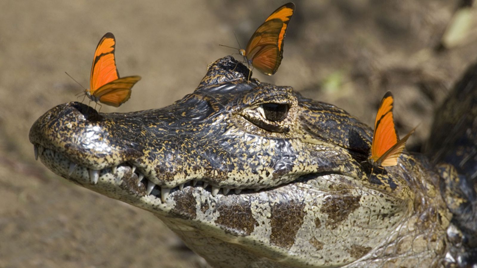 Grandes documentales - Los rostros de la naturaleza de los Andes - ver ahora