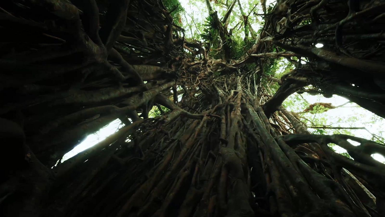 Planeta selva - El paraíso austral. Australia - ver ahora