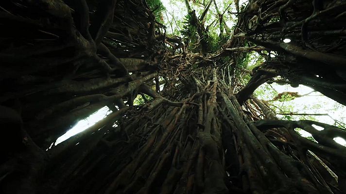 Planeta selva - El paraíso austral. Australia