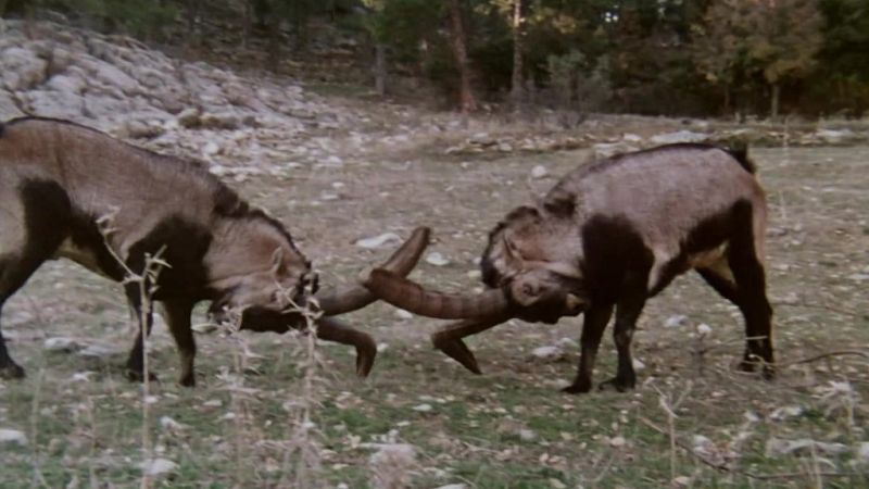 El hombre y la Tierra (Fauna ibrica) - Las sierras de Cazorla y de Segura II - ver ahora
