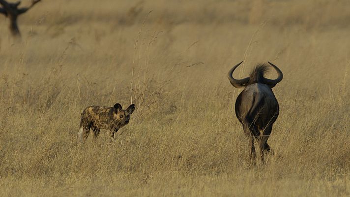Grandes documentales - Félidos y cánidos: Rivales acérrimos