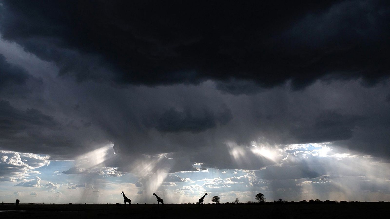 Grandes documentales - Felinos en la tormenta - ver ahora