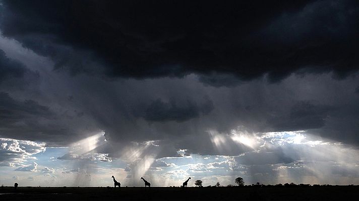Grandes documentales - Felinos en la tormenta