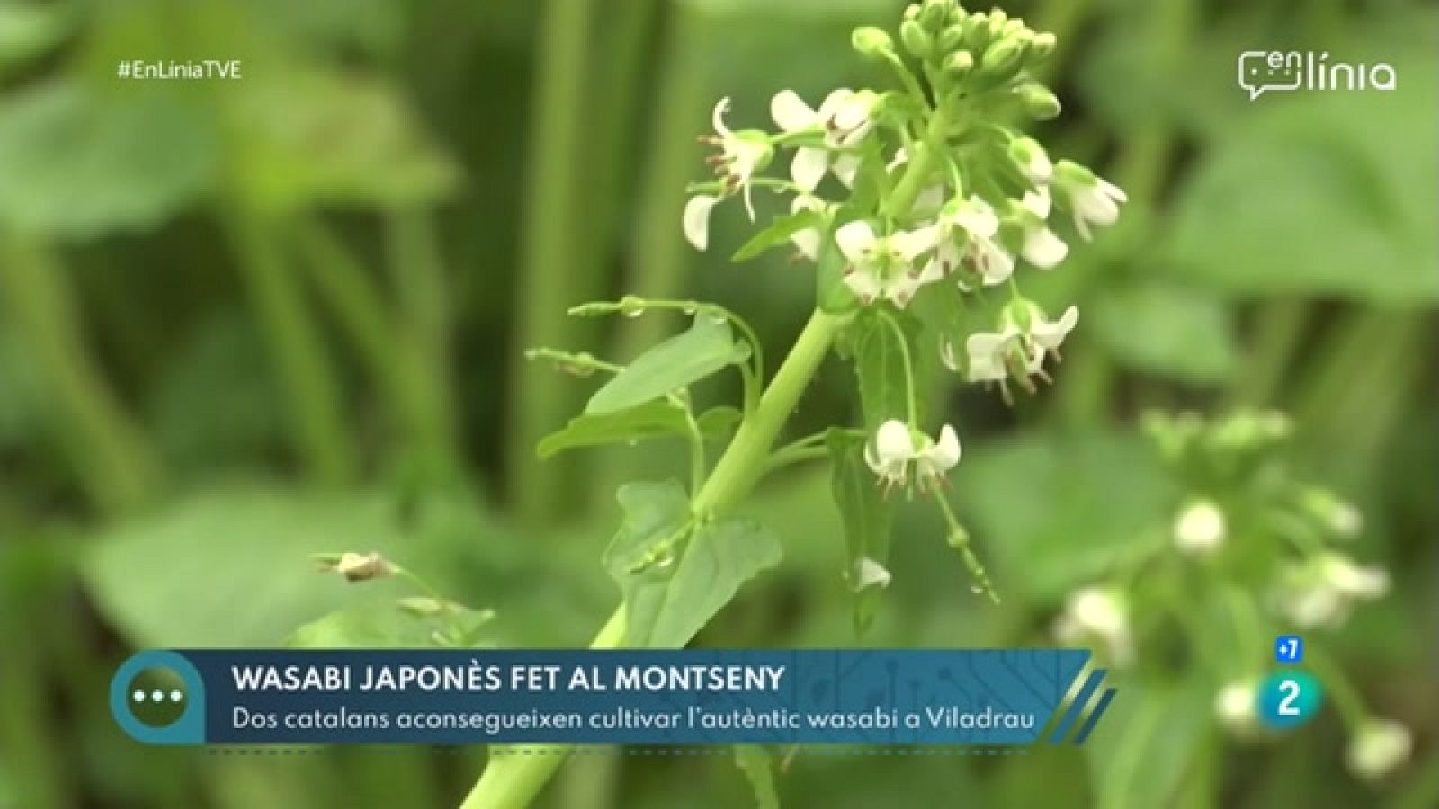 A En Línia |descobrim un cultiu de wasabi al Montseny