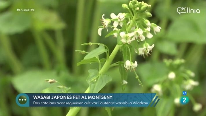 En Línia - Un cultiu de wasabi al Montseny