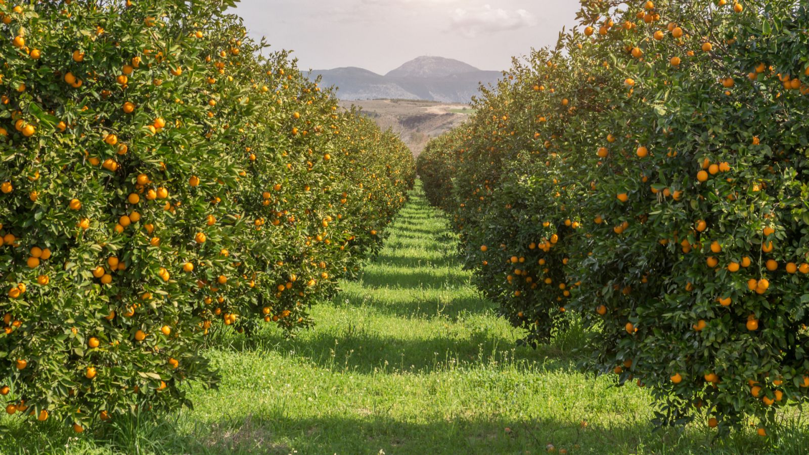 Aquí la Tierra - El Valle de Ricote, un oasis de árboles frutales en Murcia