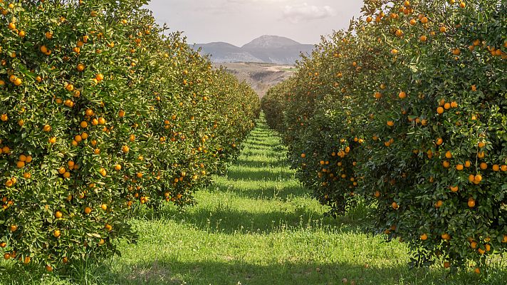 Aquí la Tierra - El Valle de Ricote, un oasis de árboles frutales en Murcia