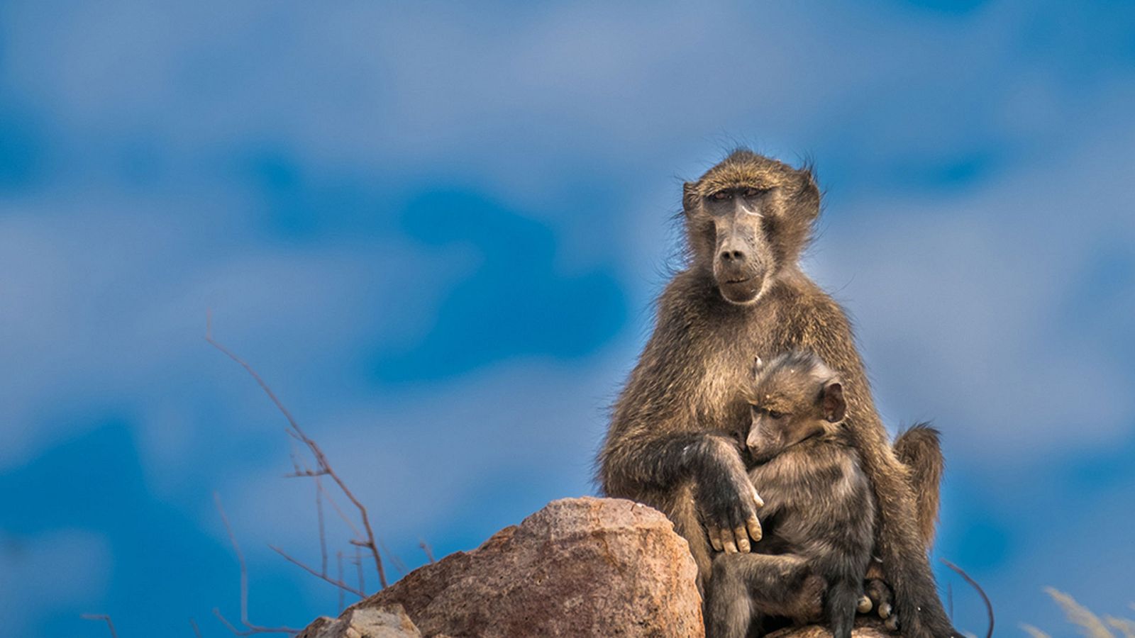Grandes documentales - La Reina de los babuinos - ver ahora