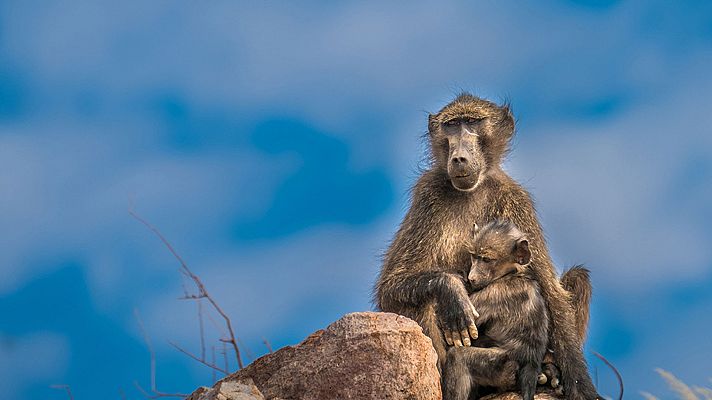 Grandes documentales - La Reina de los babuinos