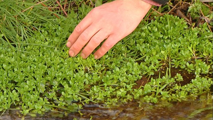 Aquí la Tierra - Del campo madrileño al plato: ¿conoces las berujas?