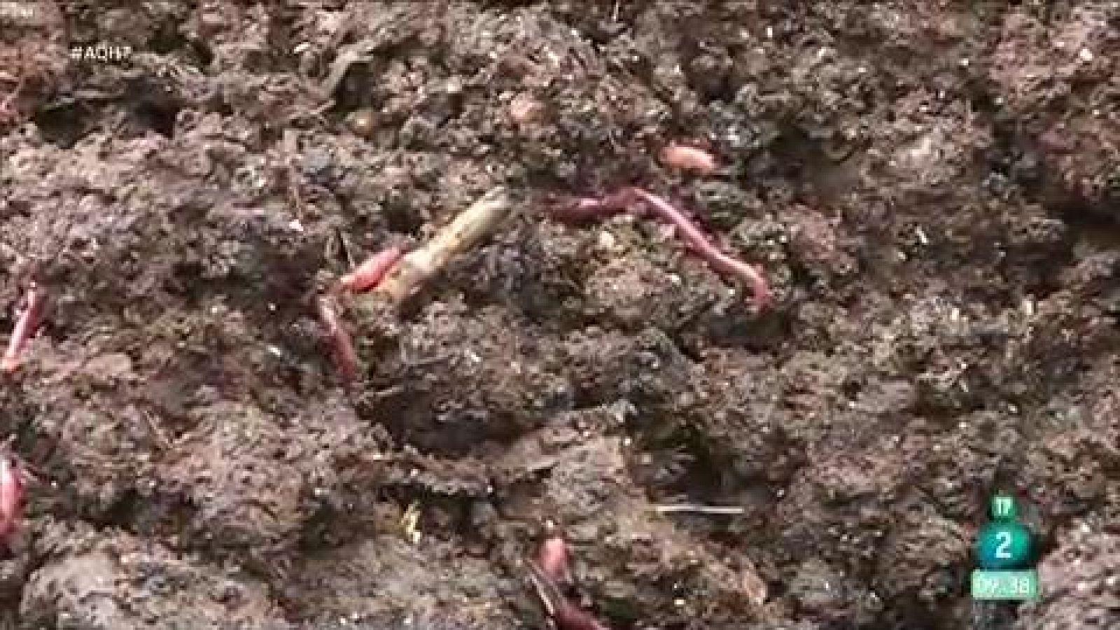 460 millones de lombrices haciendo humus - Aquí hay trabajo | Ver