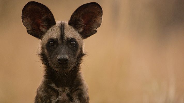 Rebelión en el reino salvaje - Reino de traidores