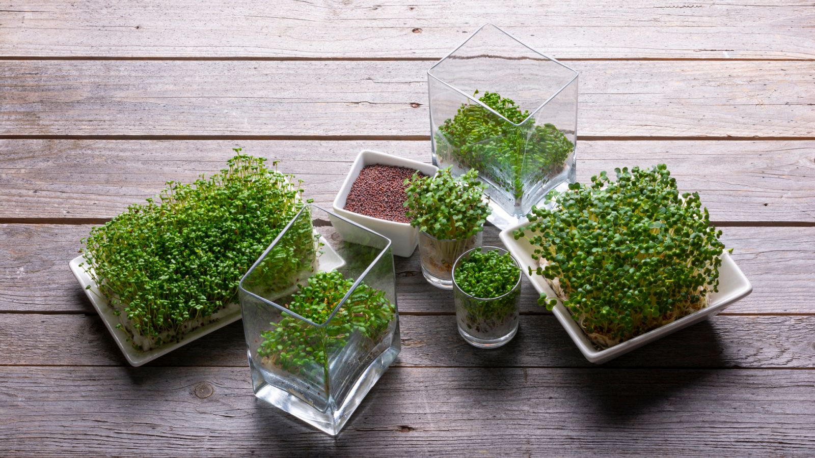 Aquí la Tierra - La mostaza: una semilla con múltiples usos