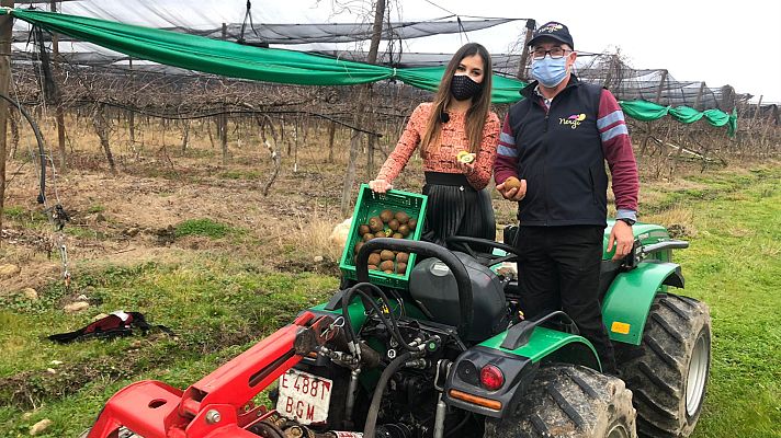 Aquí la Tierra - El kiwi, una fruta para todo el año
