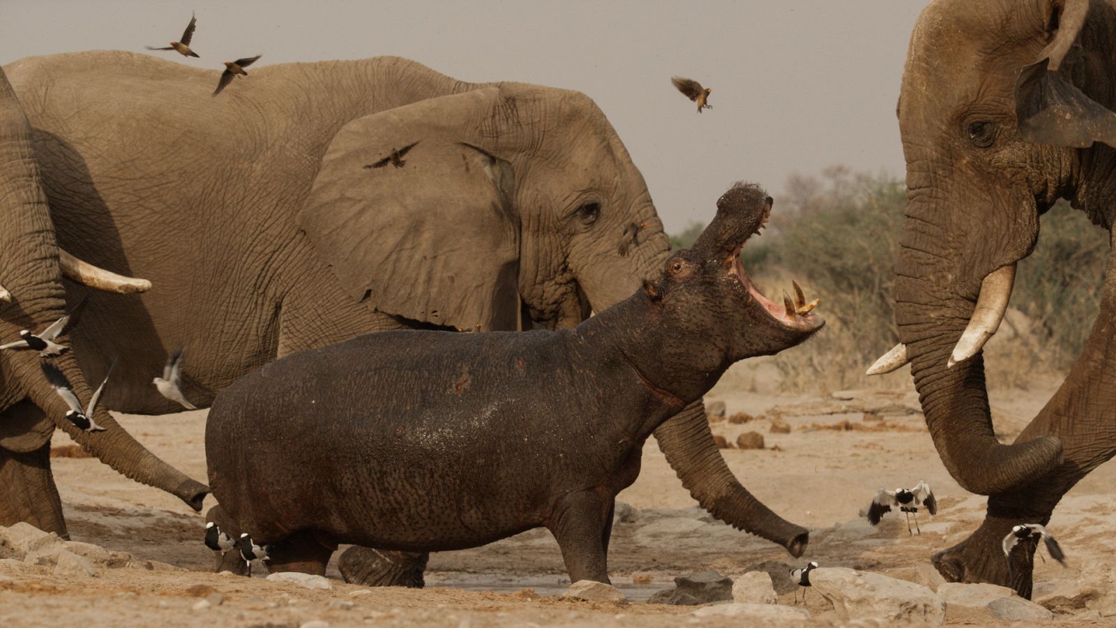 Rebelión en el reino salvaje - Episodio 4: Los mata reyes - ver ahora
