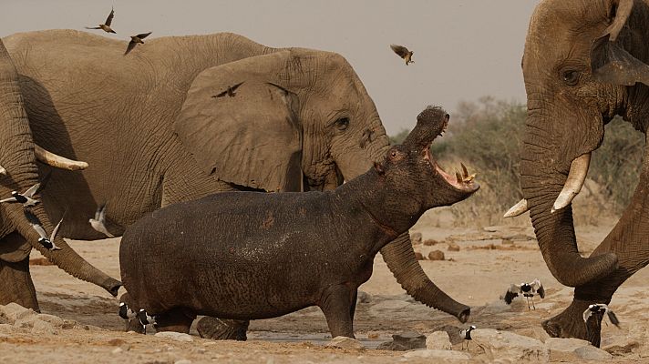 Rebelión en el reino salvaje - Los mata reyes