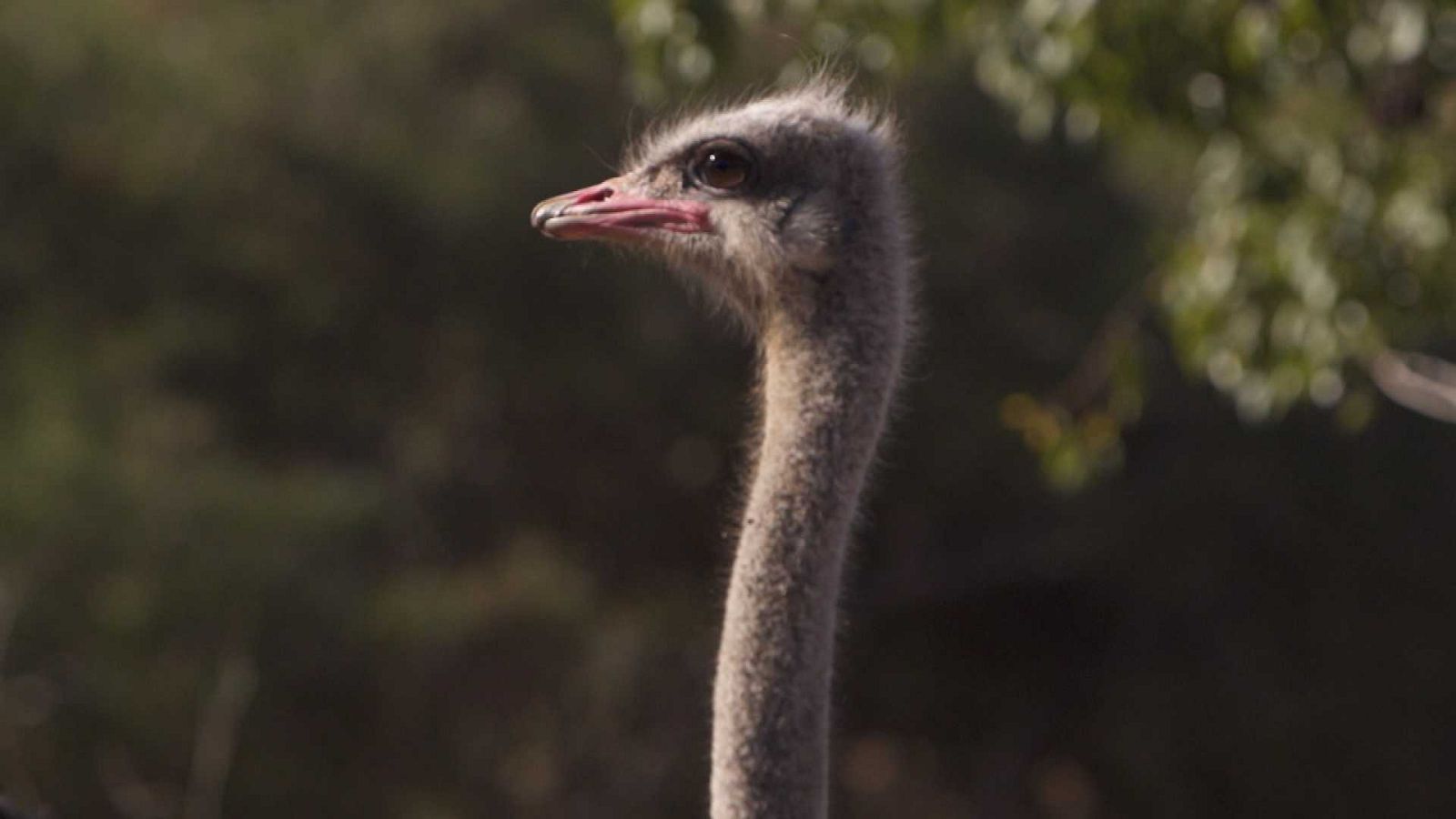 ¡Qué animal! - ¿Tiene alguna ventaja para un ave no poder volar?