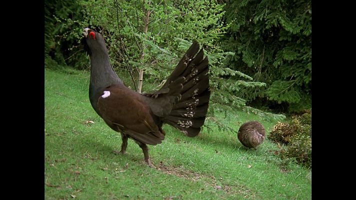 El hombre y la Tierra - Al borde de la extinción I