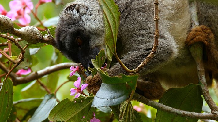 Especials en català - La selva dels esperits. Madagascar