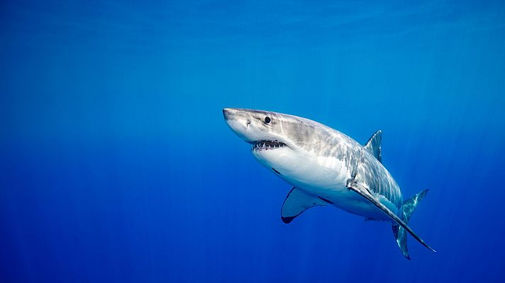 Supersentidos. Fuerzas especiales - Cuerpos de élite