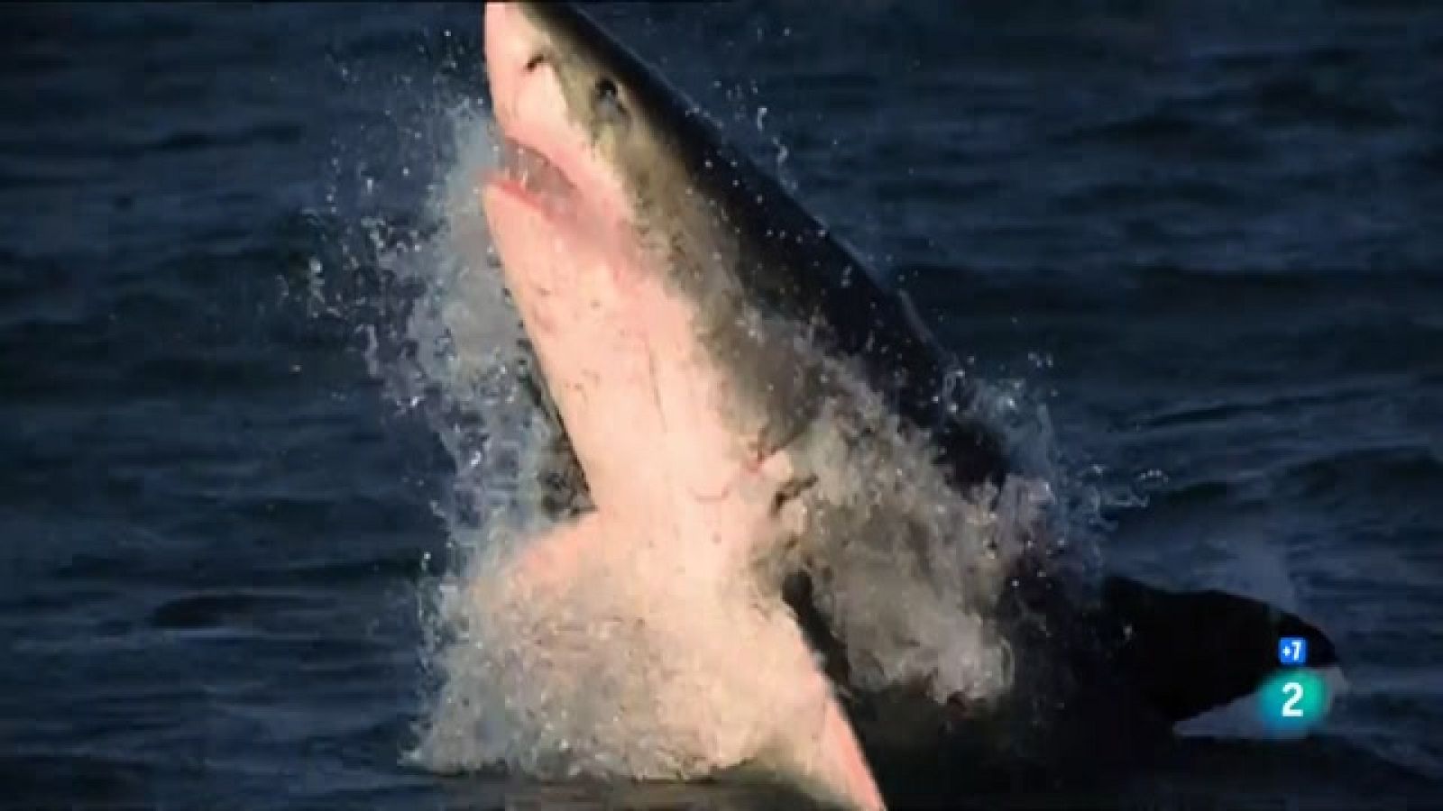 Grans Documentals - Súper sentits: Forces especials. Cossos d'elit