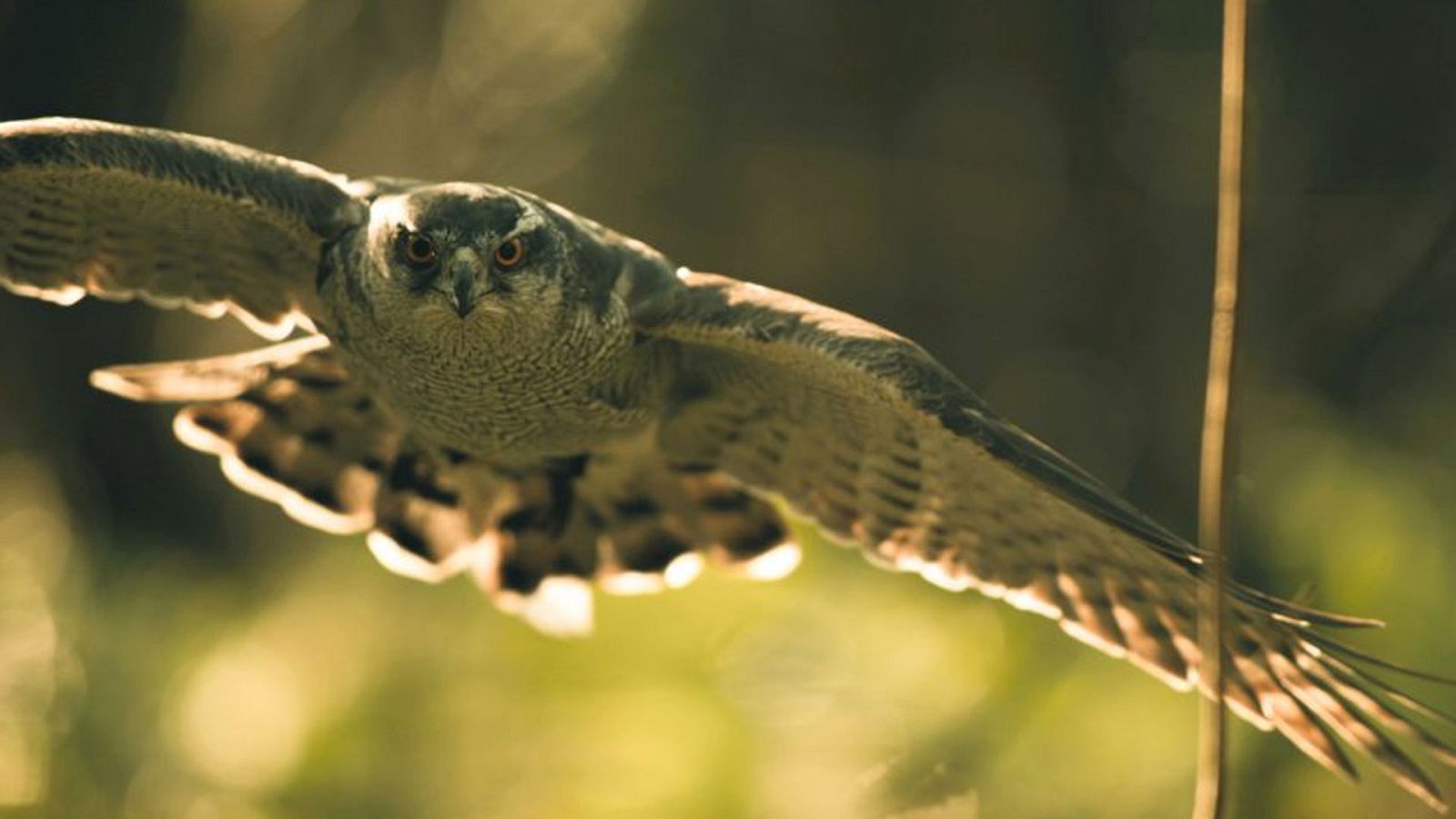 Corea salvaje - Episodio 2: Más allá de las fronteras - ver ahora