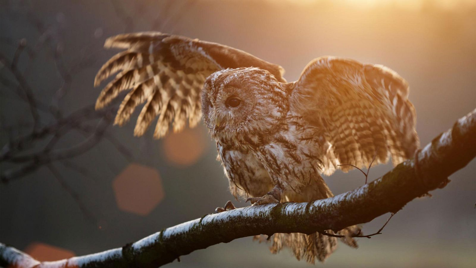 Grandes documentales - Super sentidos. Fuerzas especiales: Patrullas - ver ahora