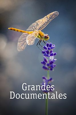 Supersentidos. Fuerzas especiales - Fuerzas especiales: Patrullas