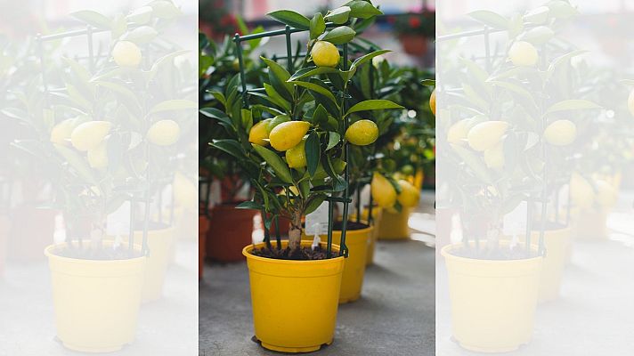 Aquí la Tierra - Descubrimos qué es el limequat y qué elaboraciones hacer