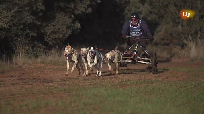 Otros deportes - Mushing en tierra - Campeonato de España