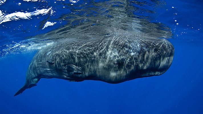 Supersentidos. Fuerzas especiales - Equipo especial