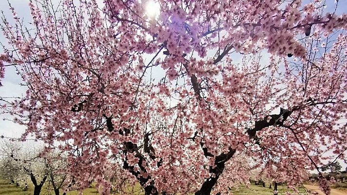 España Directo - España Directo - Almendros en flor