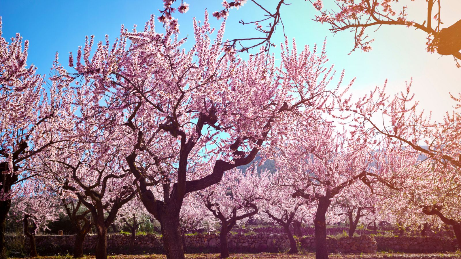 Aquí la Tierra - Los almendros en flor del municipio de Oria